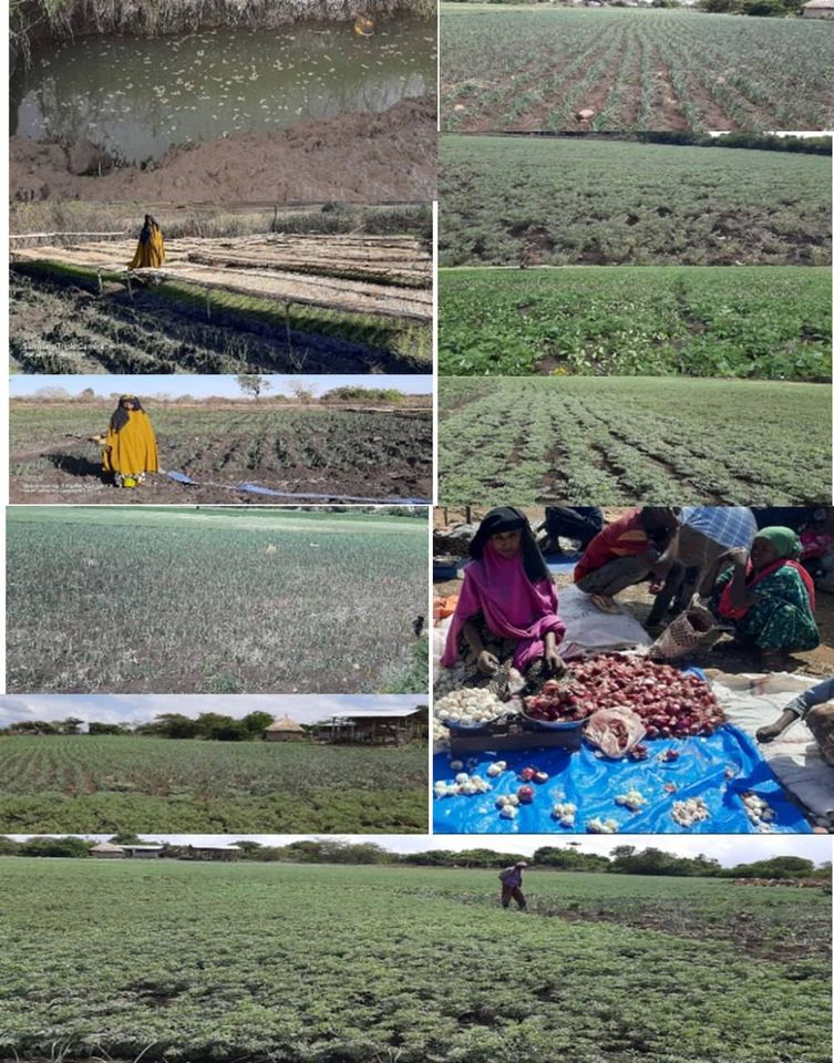 Women's Savings Association and the Women's Irrigation group established by EECMY-DASSC women's economic enhancement project